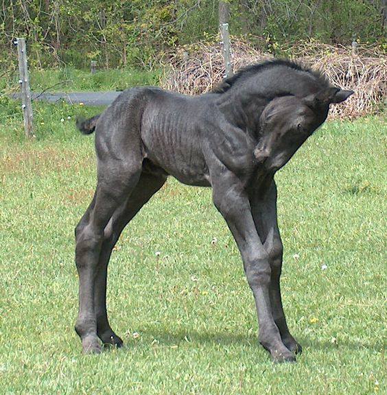 Percheron Horses